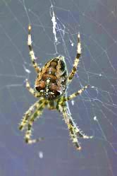 araneus diadematus thumbnail graphic